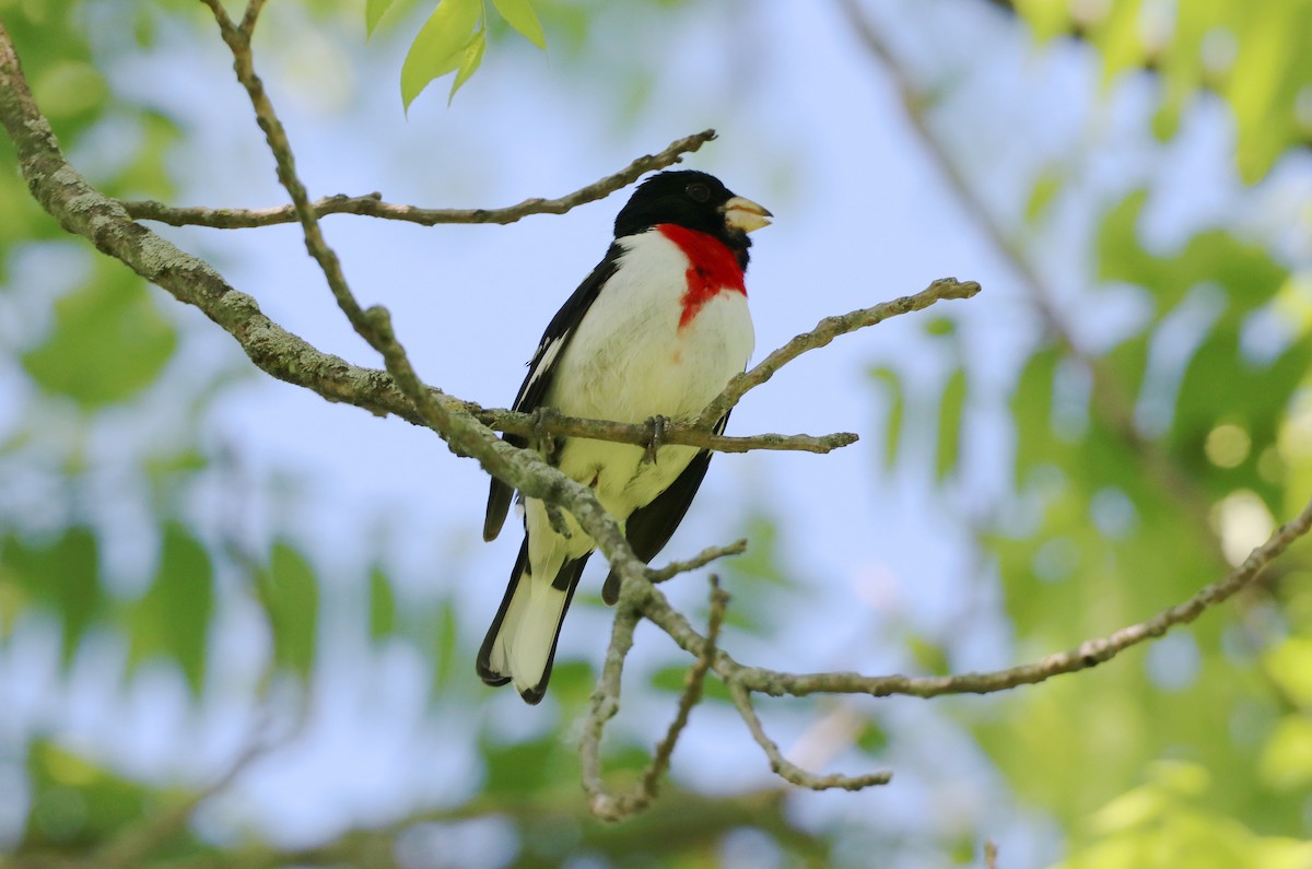 Rose-breasted Grosbeak - ML619806904