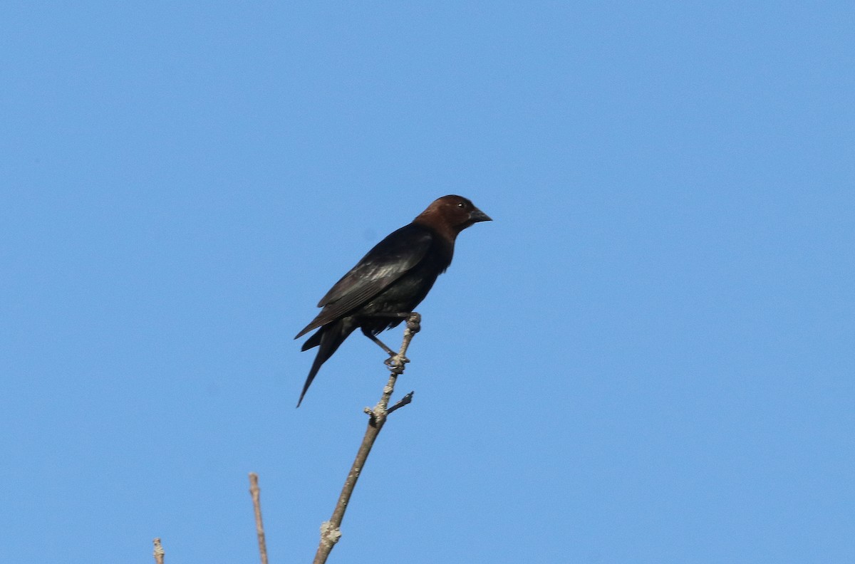 Brown-headed Cowbird - ML619806905