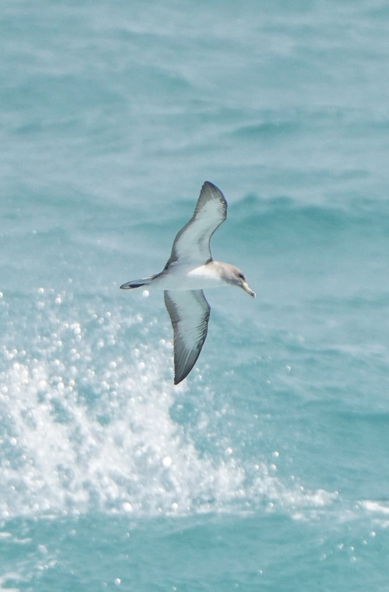 Cory's Shearwater - ML619806915