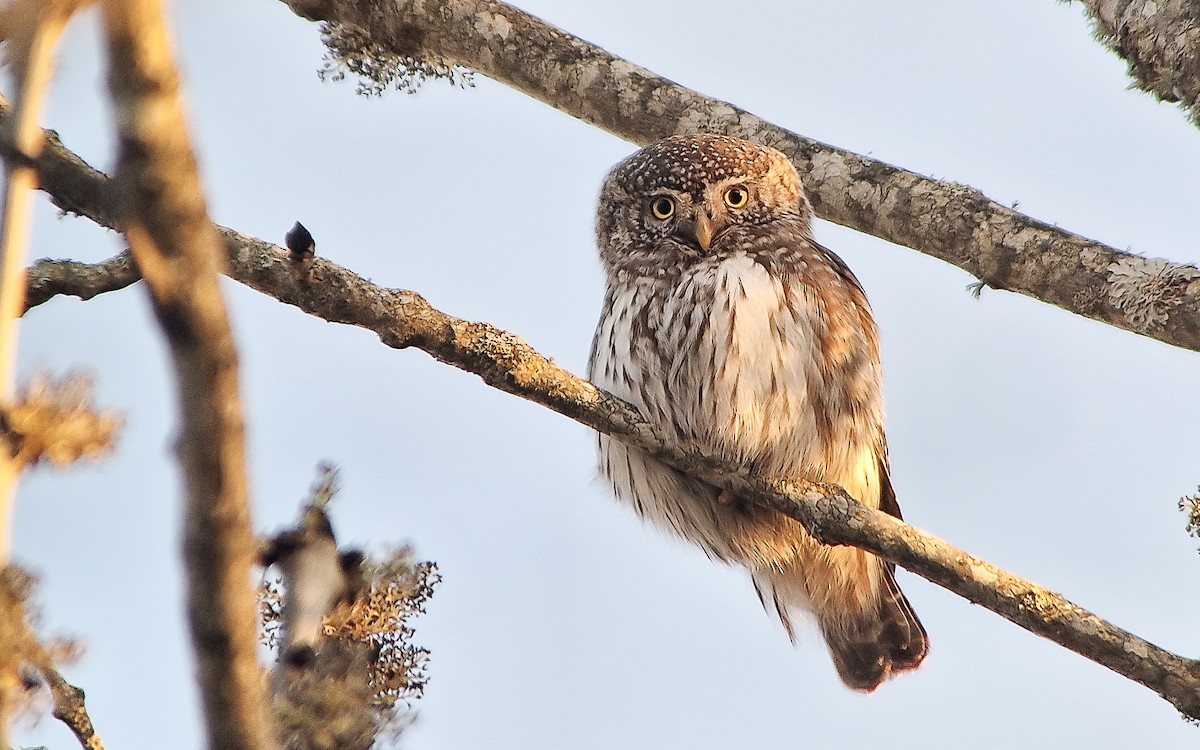 Eurasian Pygmy-Owl - ML619806919