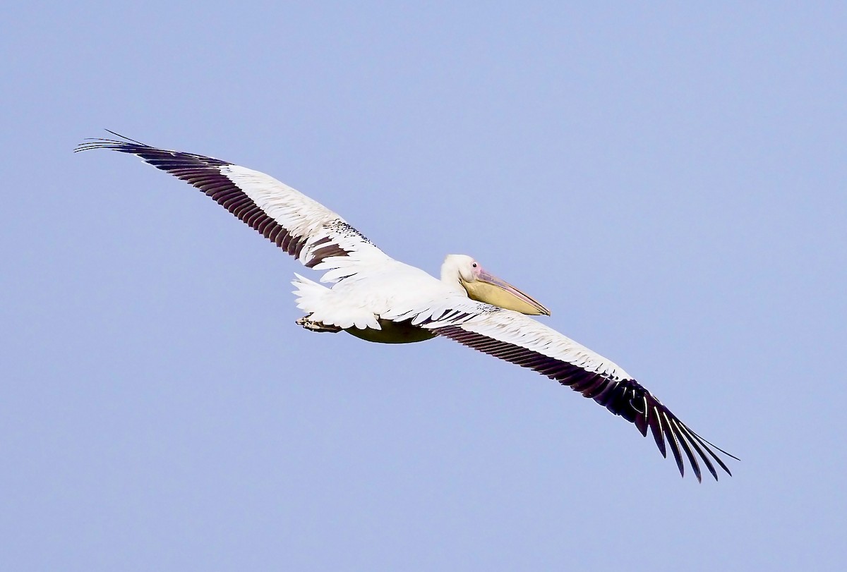 pelikán bílý - ML619806922
