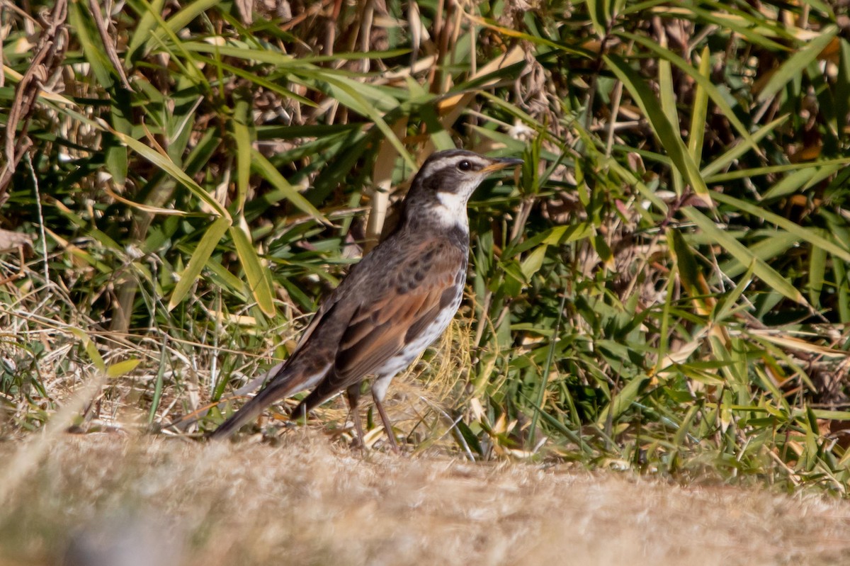 Dusky Thrush - ML619806931