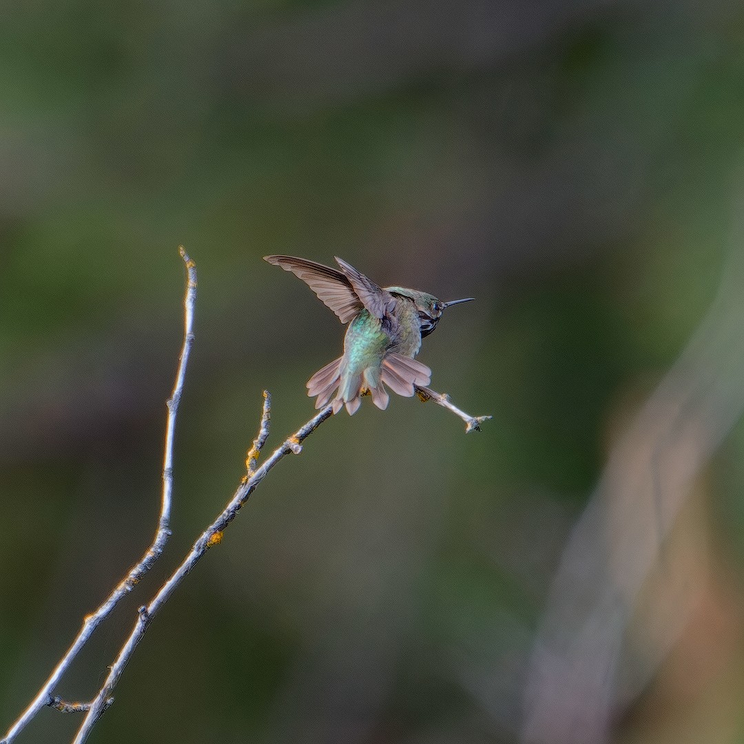 Calliope Hummingbird - ML619806938