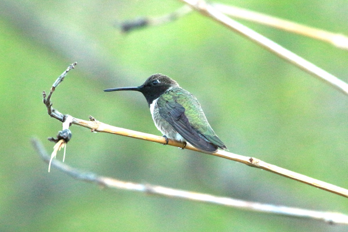 Black-chinned Hummingbird - ML619806948