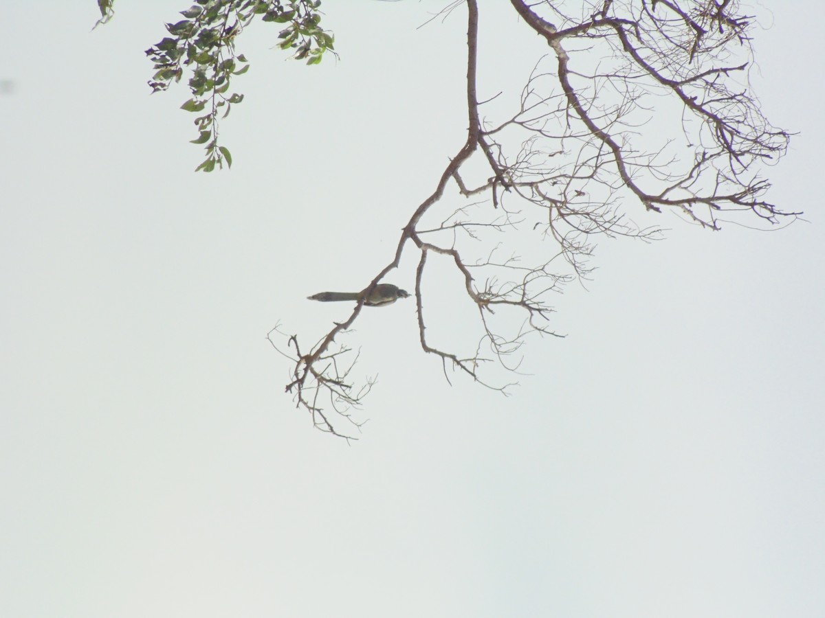 Indian Gray Hornbill - ML619806956