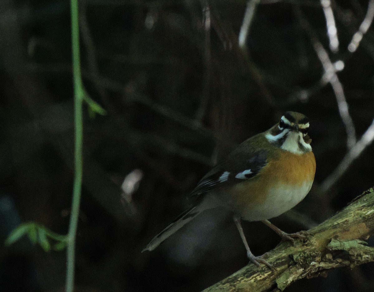 Bearded Scrub-Robin - ML619806958