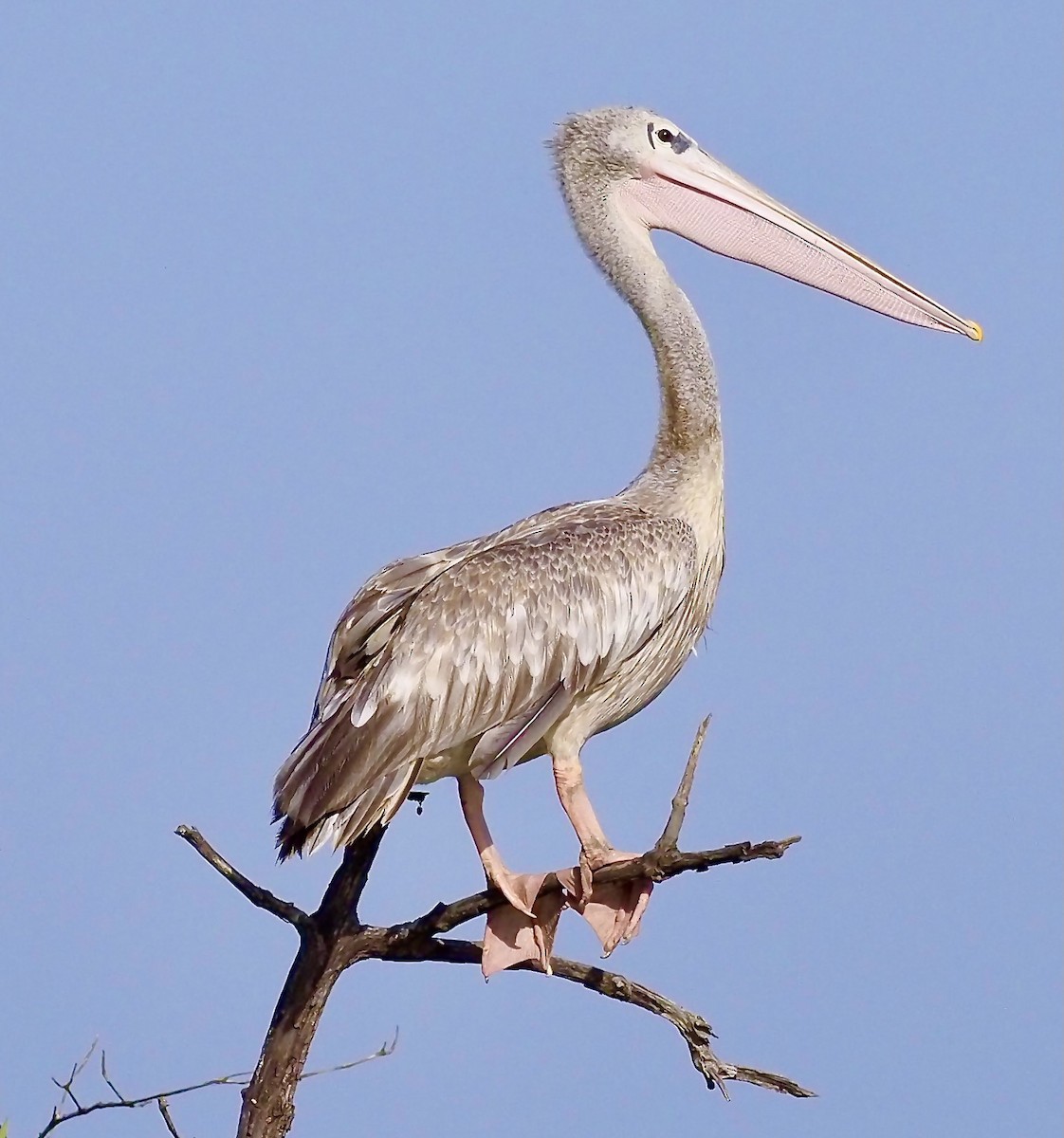 Pink-backed Pelican - ML619806962