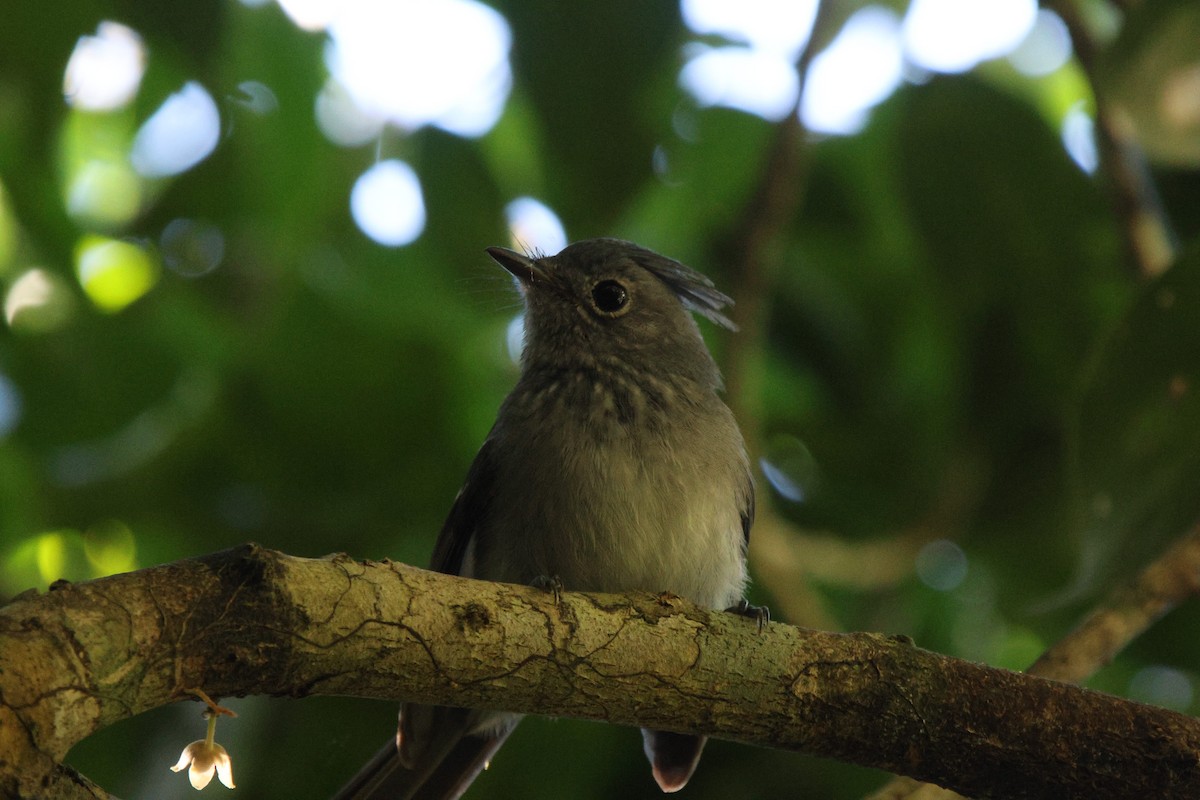 カンムリヒタキ（bivittatus グループ） - ML619806977