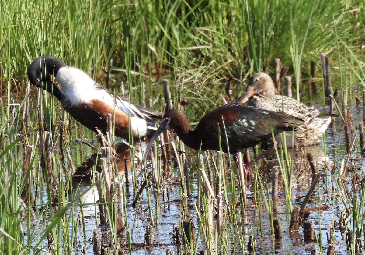 Northern Shoveler - ML619806979