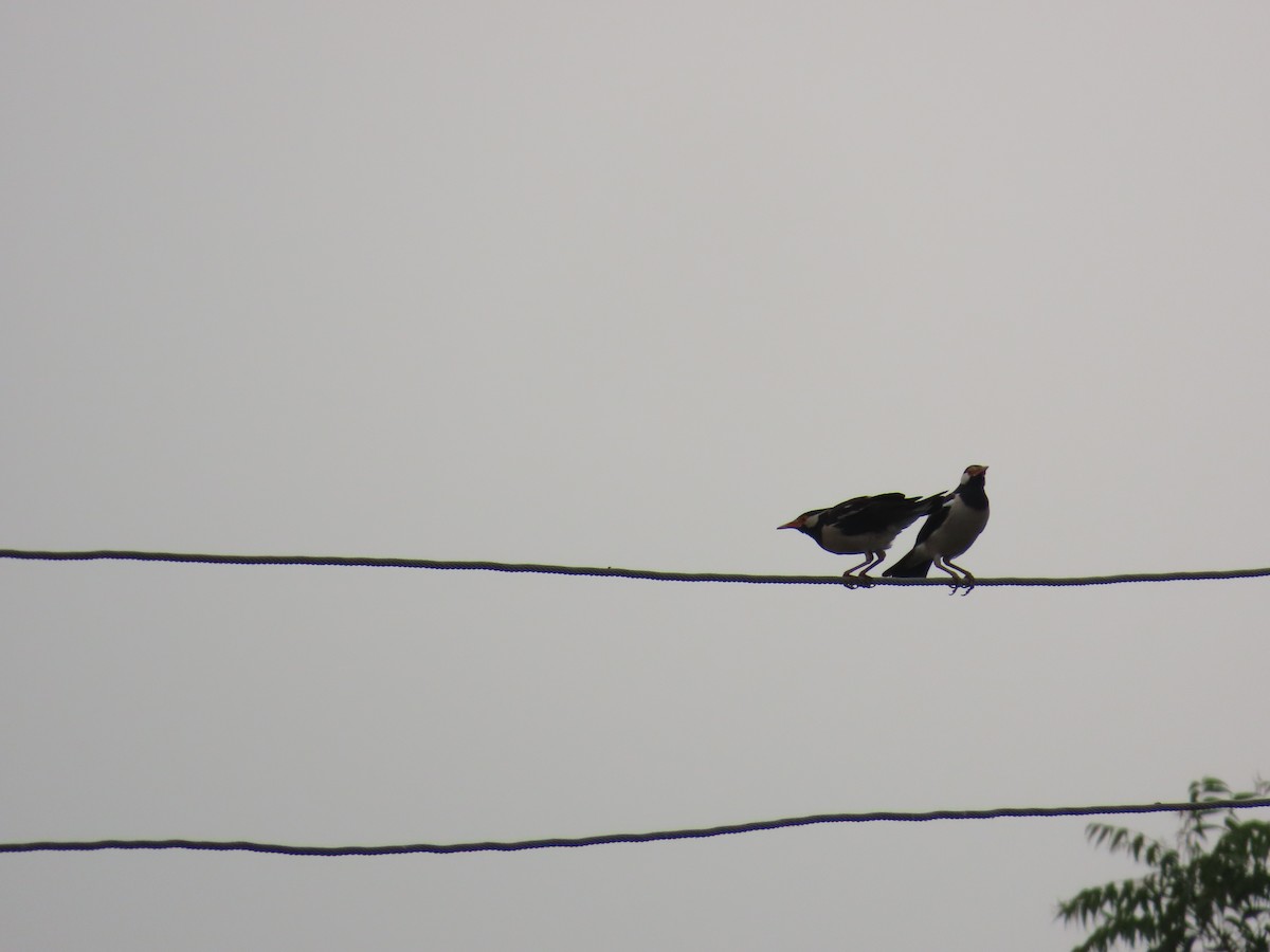 Indian Pied Starling - ML619806984