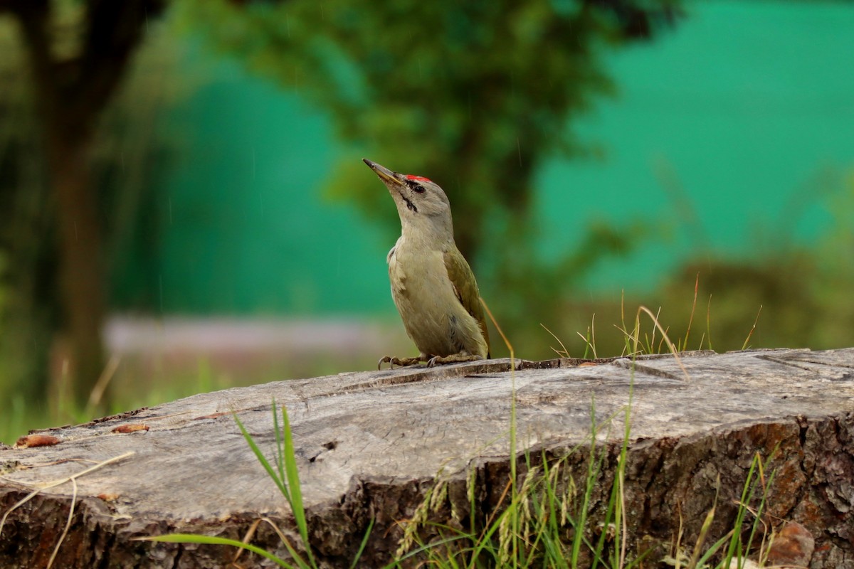 Gray-headed Woodpecker - ML619806988