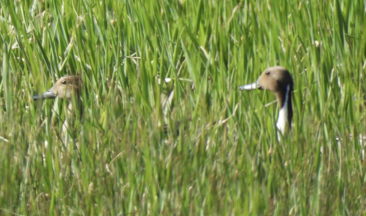 Northern Pintail - ML619806995