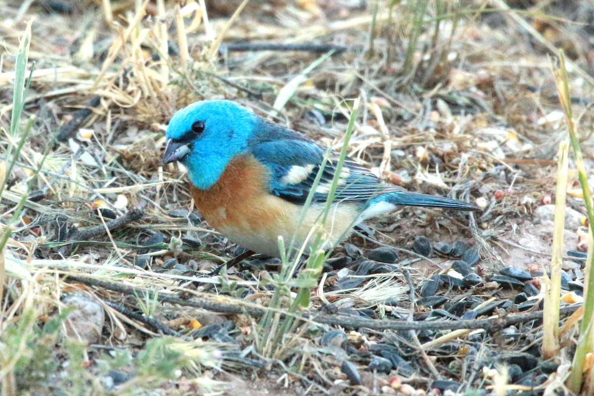 Passerin azuré - ML619806997