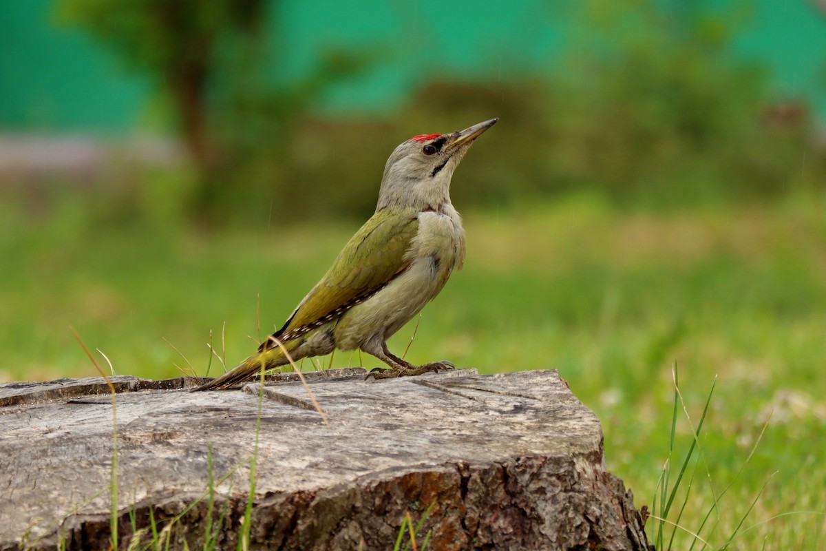Gray-headed Woodpecker - ML619807011
