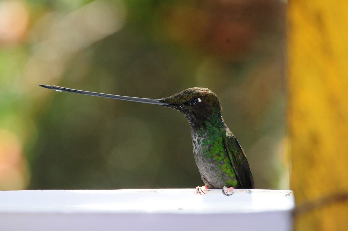 Sword-billed Hummingbird - ML619807017