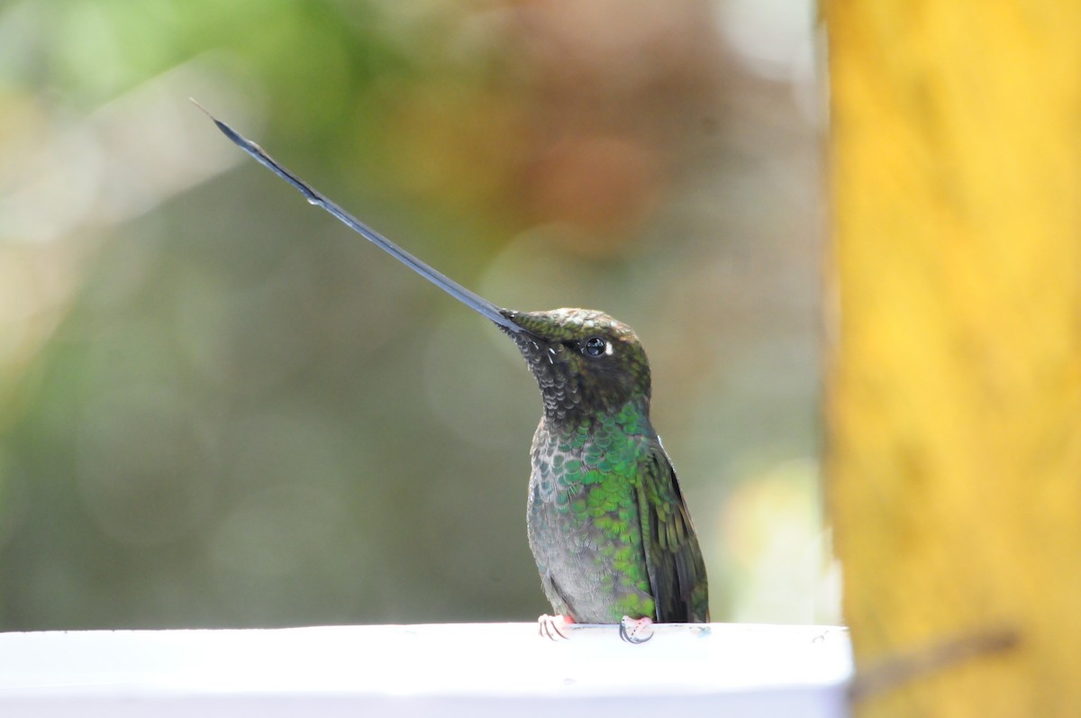Sword-billed Hummingbird - ML619807018