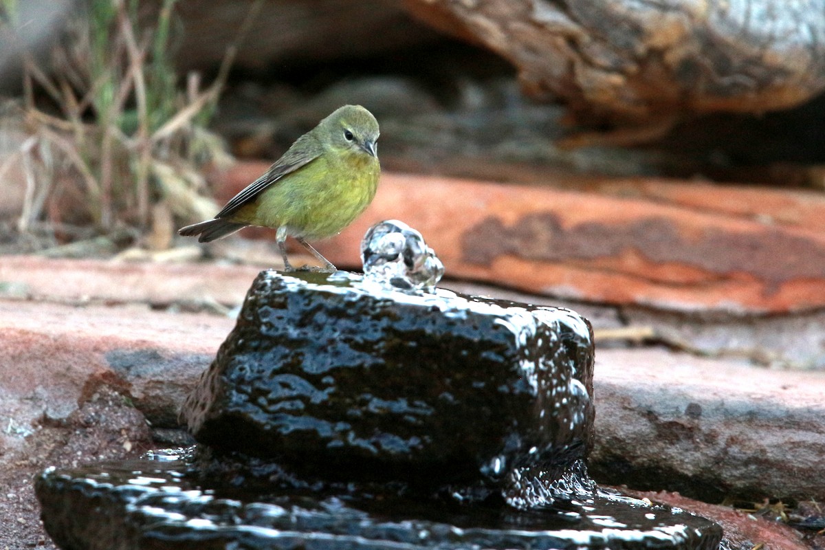 Orange-crowned Warbler - ML619807022