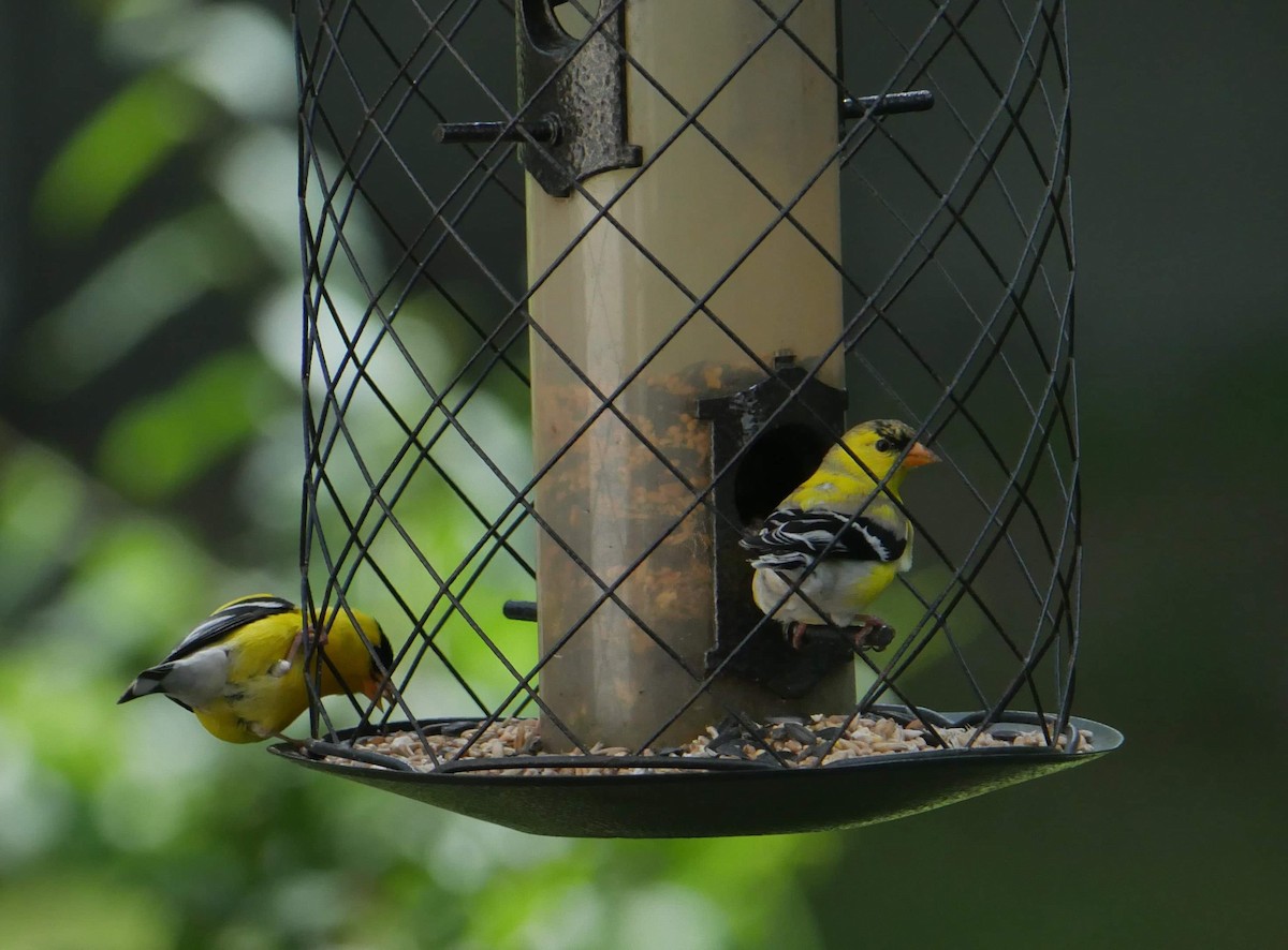 American Goldfinch - ML619807027