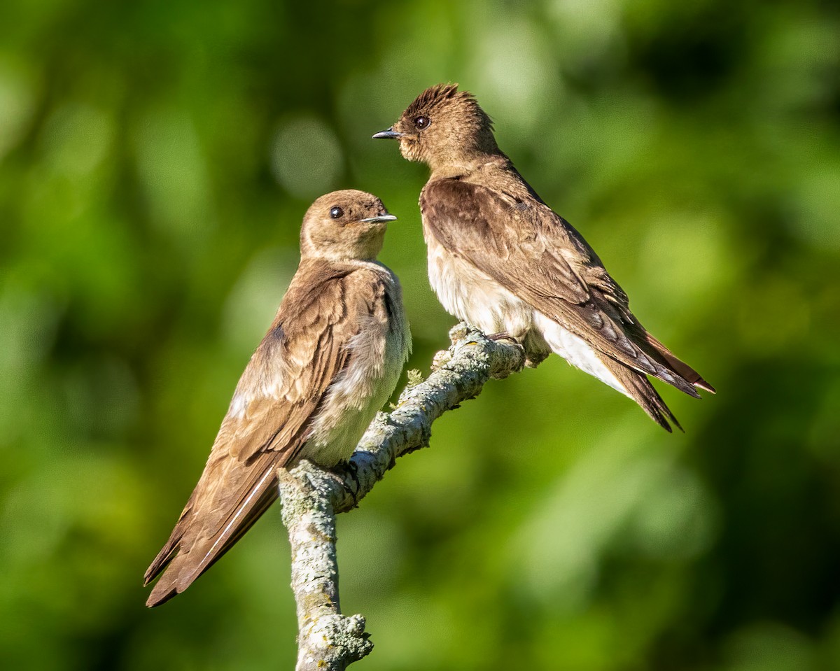 Northern Rough-winged Swallow - ML619807041