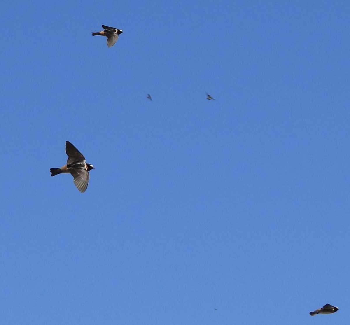 Cliff Swallow - ML619807049