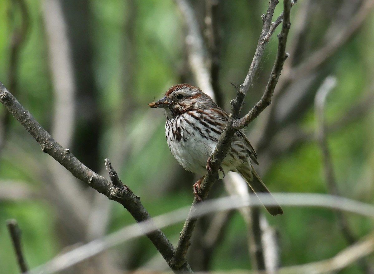 Song Sparrow - ML619807052