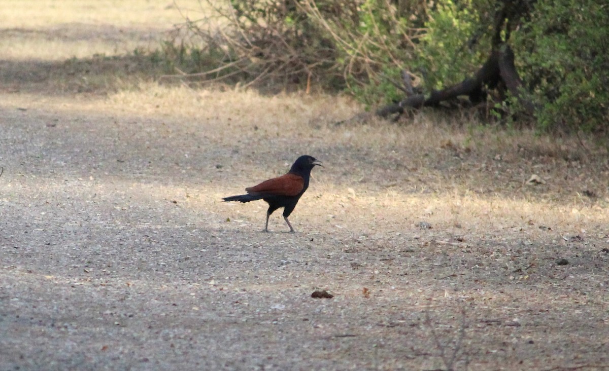 Greater Coucal - ML619807054