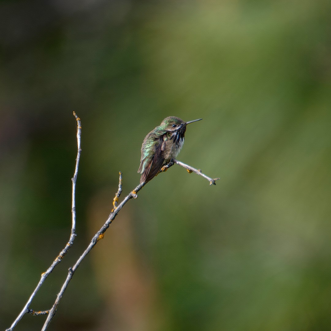 Calliope Hummingbird - ML619807055