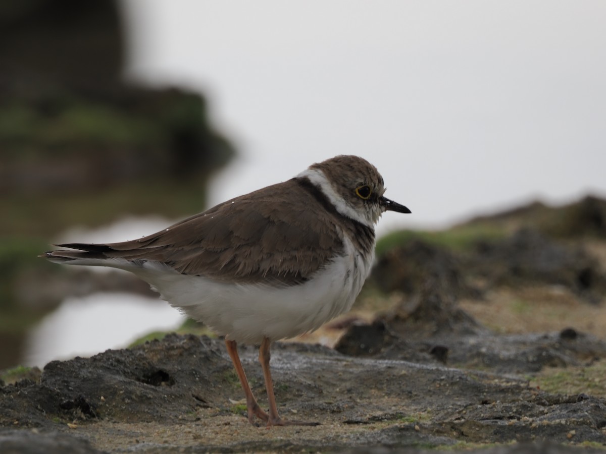 Little Ringed Plover (curonicus) - ML619807058