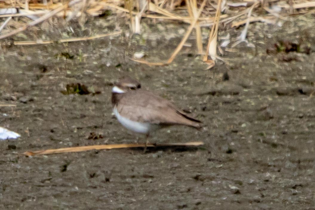 Long-billed Plover - ML619807074