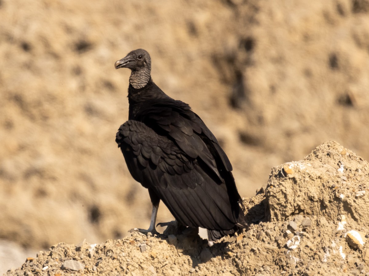 Black Vulture - ML619807081