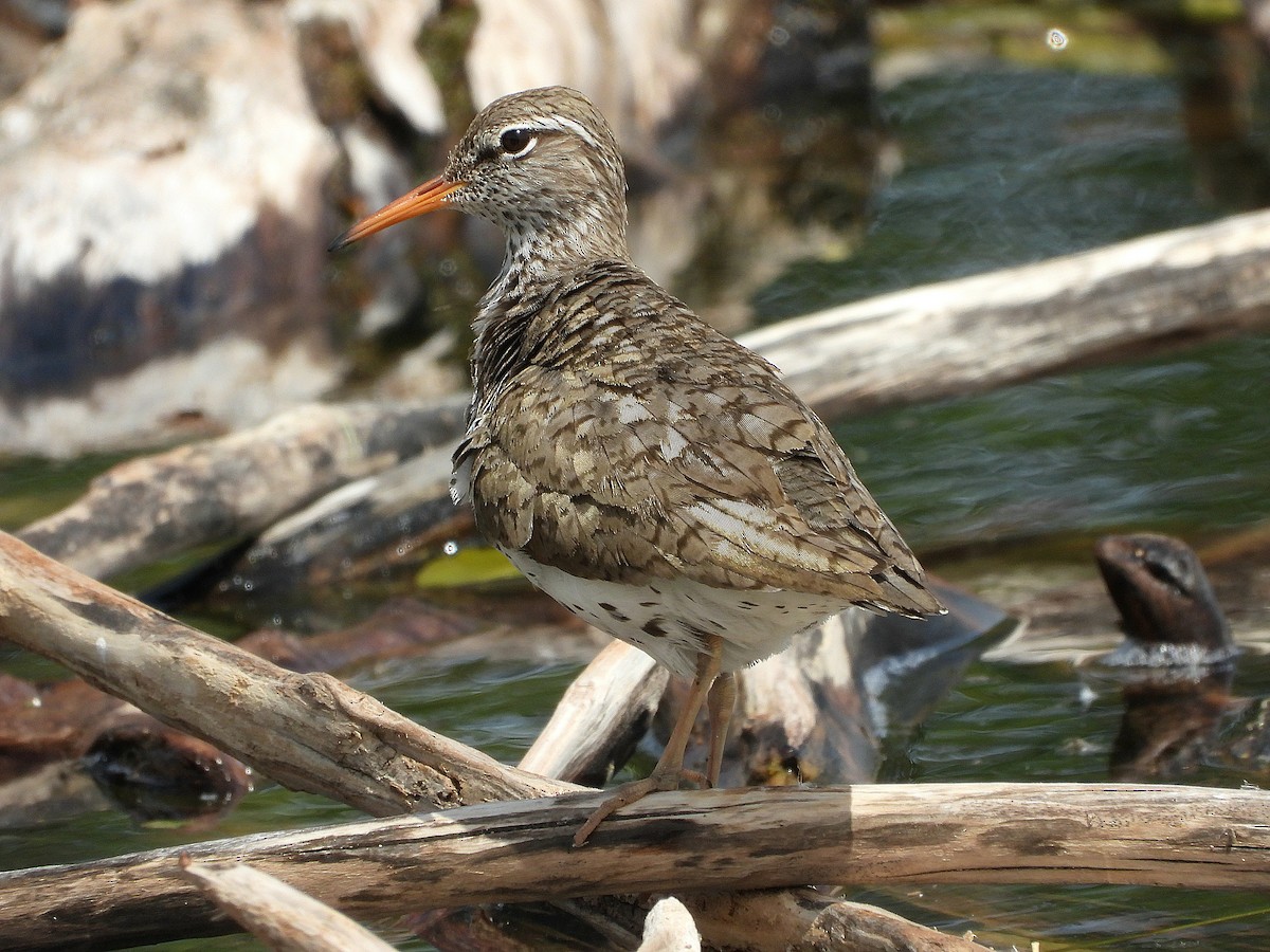 Spotted Sandpiper - ML619807084