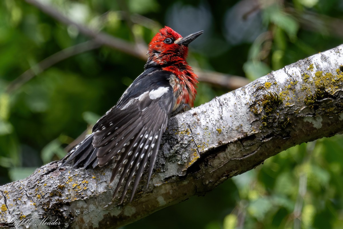 Red-breasted Sapsucker - ML619807089