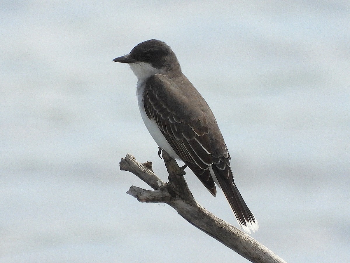 Eastern Kingbird - ML619807100