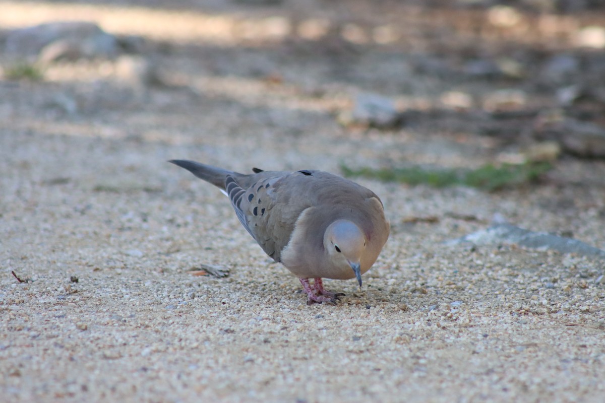 Mourning Dove - ML619807108