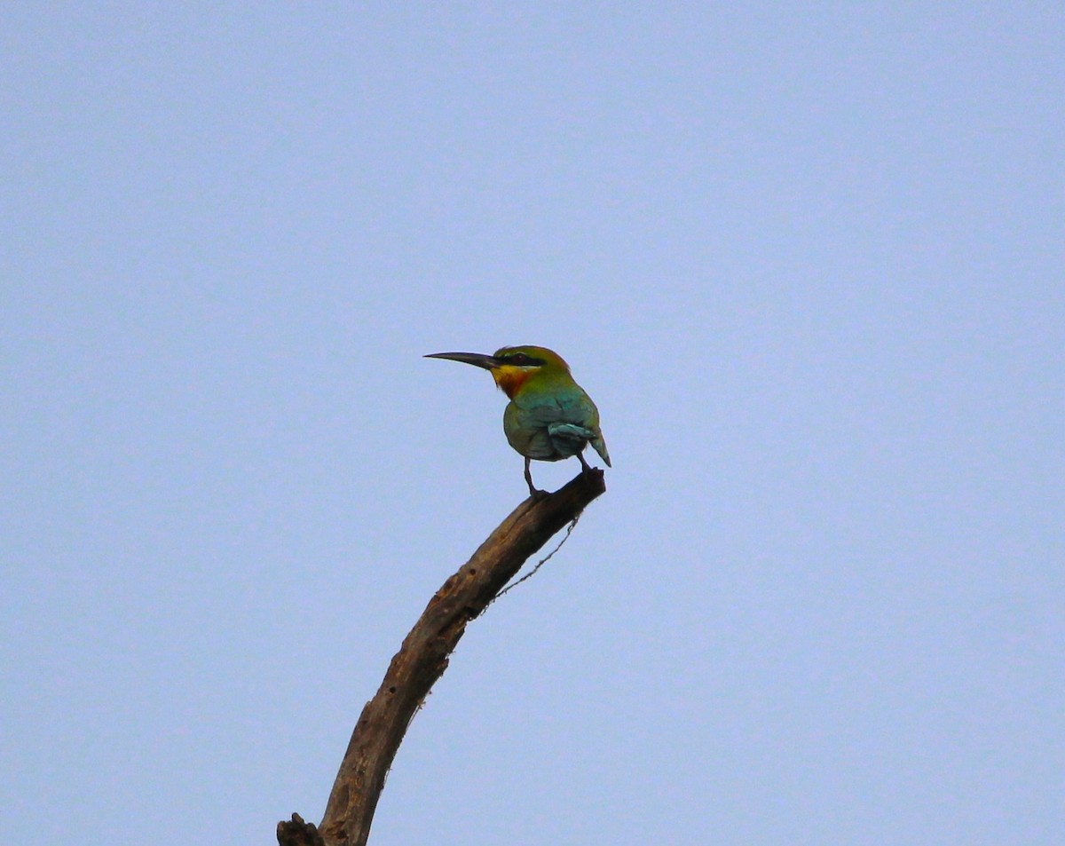 Blue-tailed Bee-eater - ML619807110
