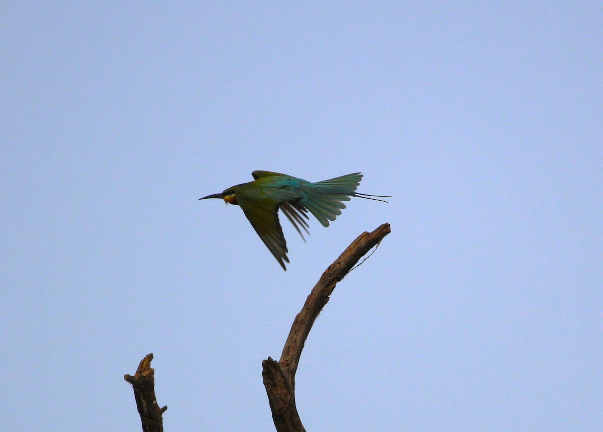 Blue-tailed Bee-eater - ML619807112