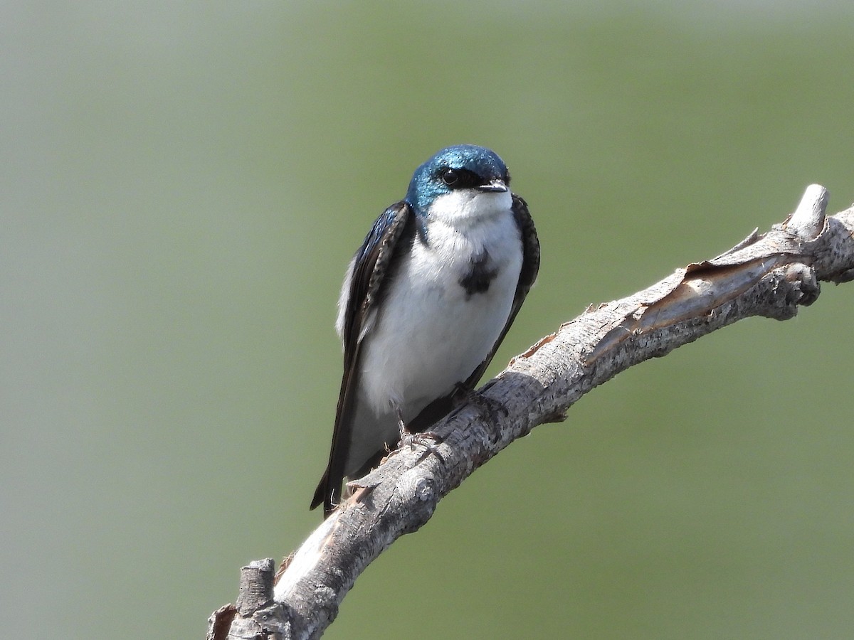 Golondrina Bicolor - ML619807115