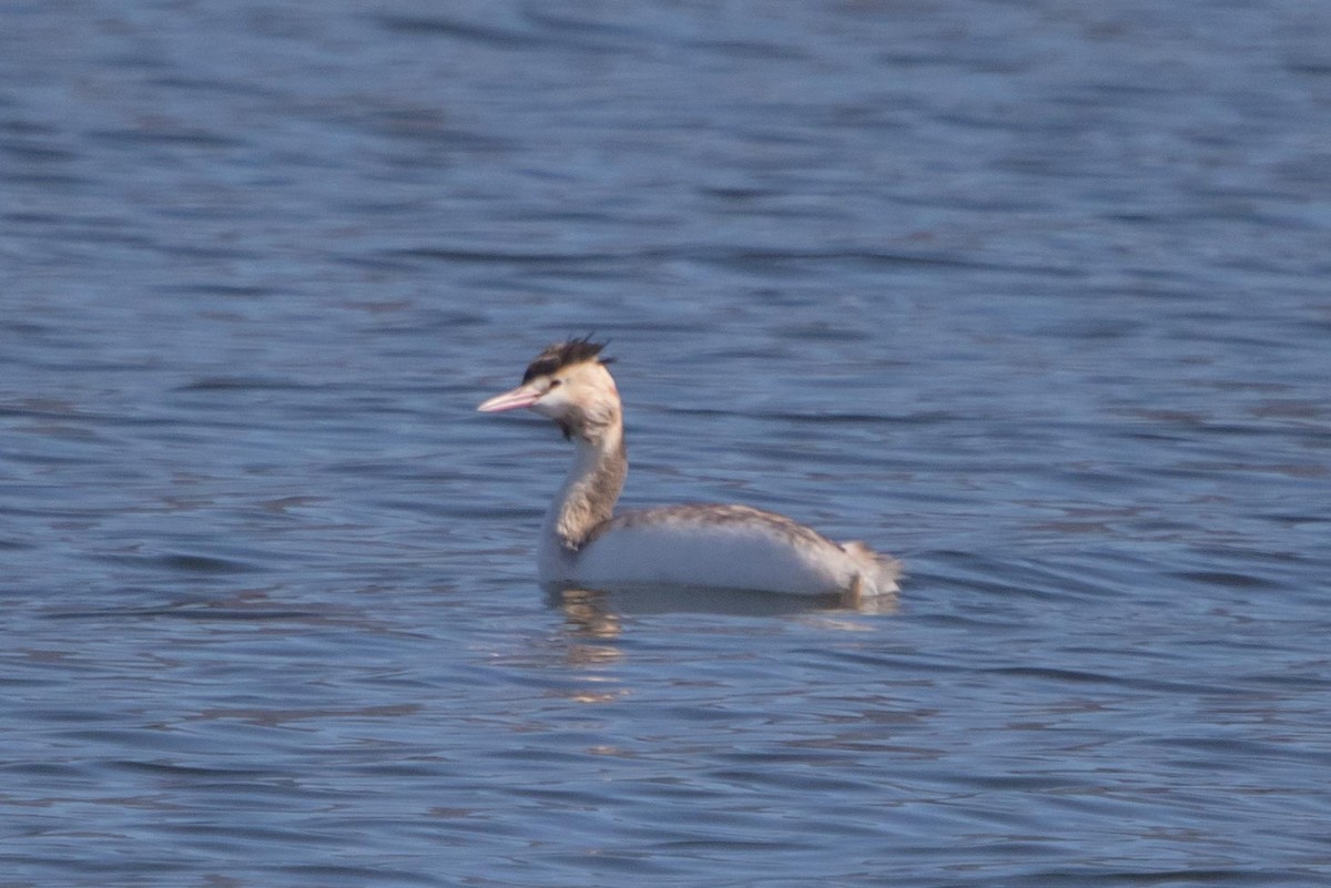 Great Crested Grebe - ML619807129