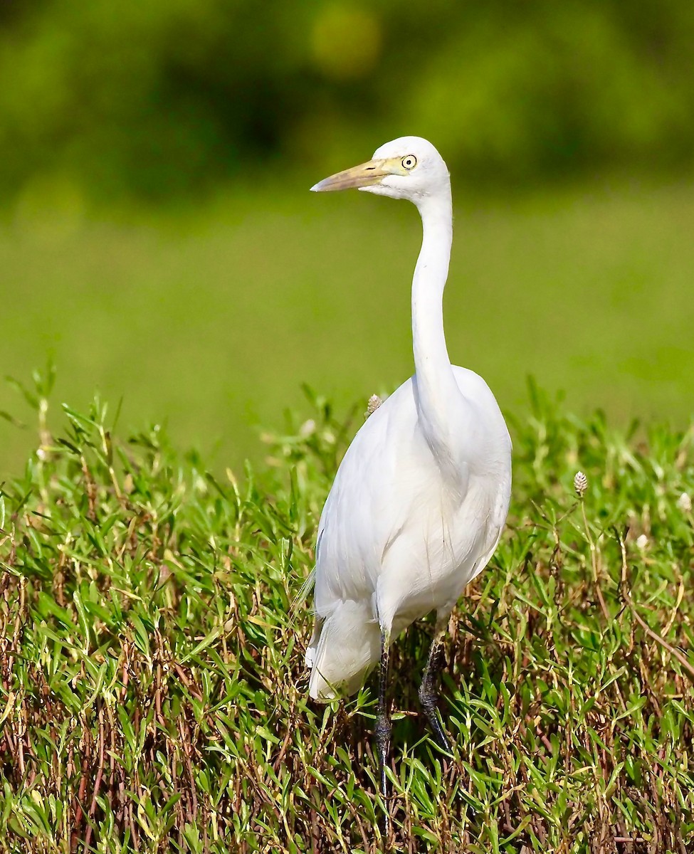 Grande Aigrette (melanorhynchos) - ML619807154