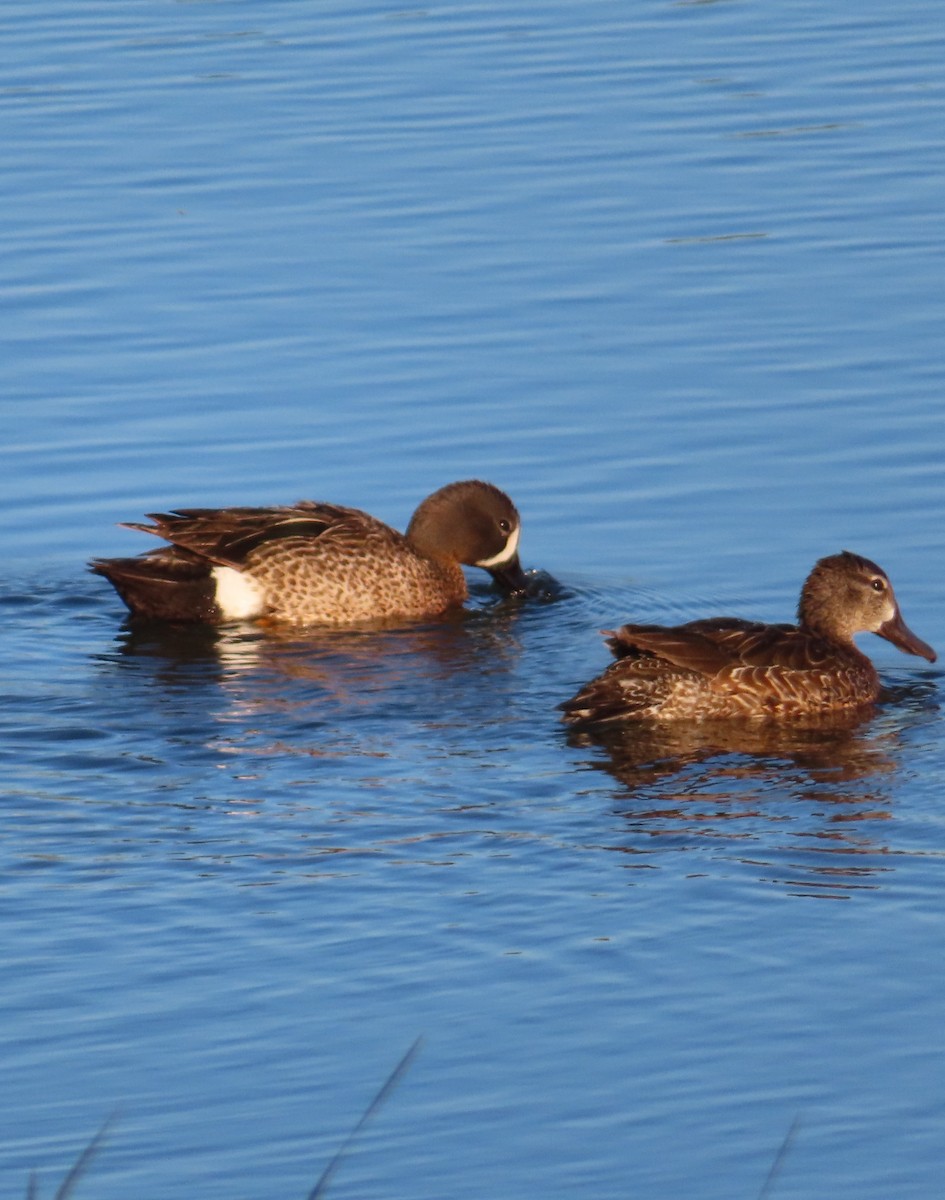 Blue-winged Teal - ML619807173