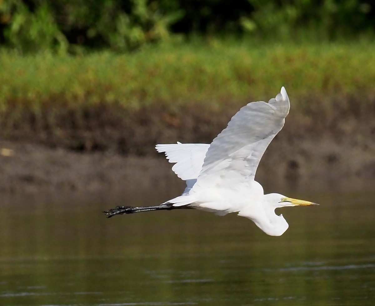 Grande Aigrette (melanorhynchos) - ML619807189