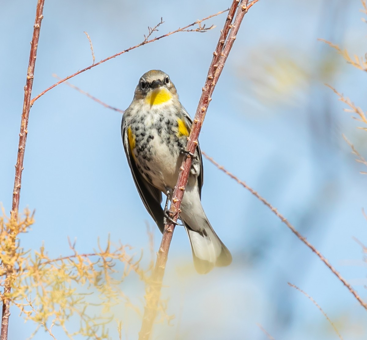 Yellow-rumped Warbler (Audubon's) - ML619807208