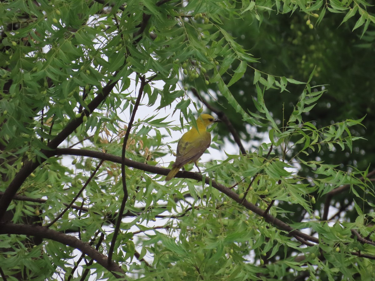 Indian Golden Oriole - ML619807210