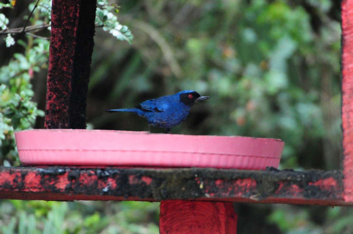 Masked Flowerpiercer - ML619807217