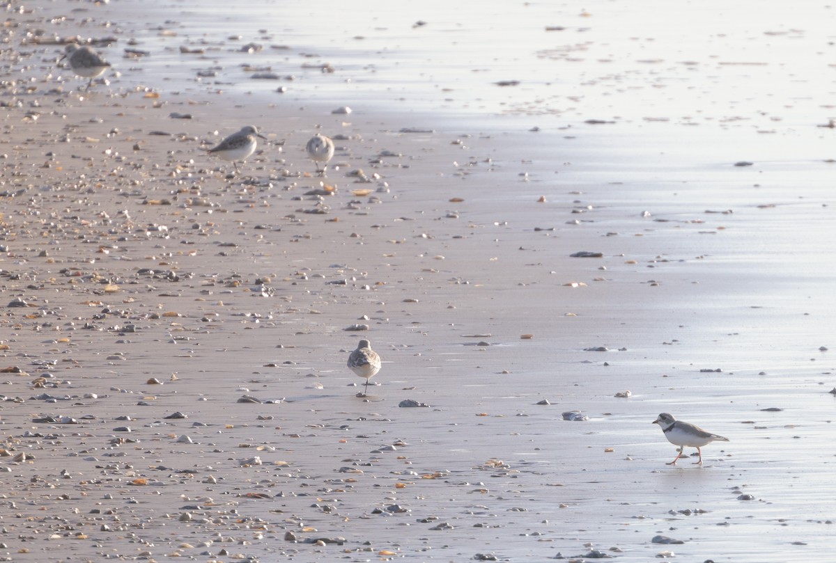 Piping Plover - ML619807237