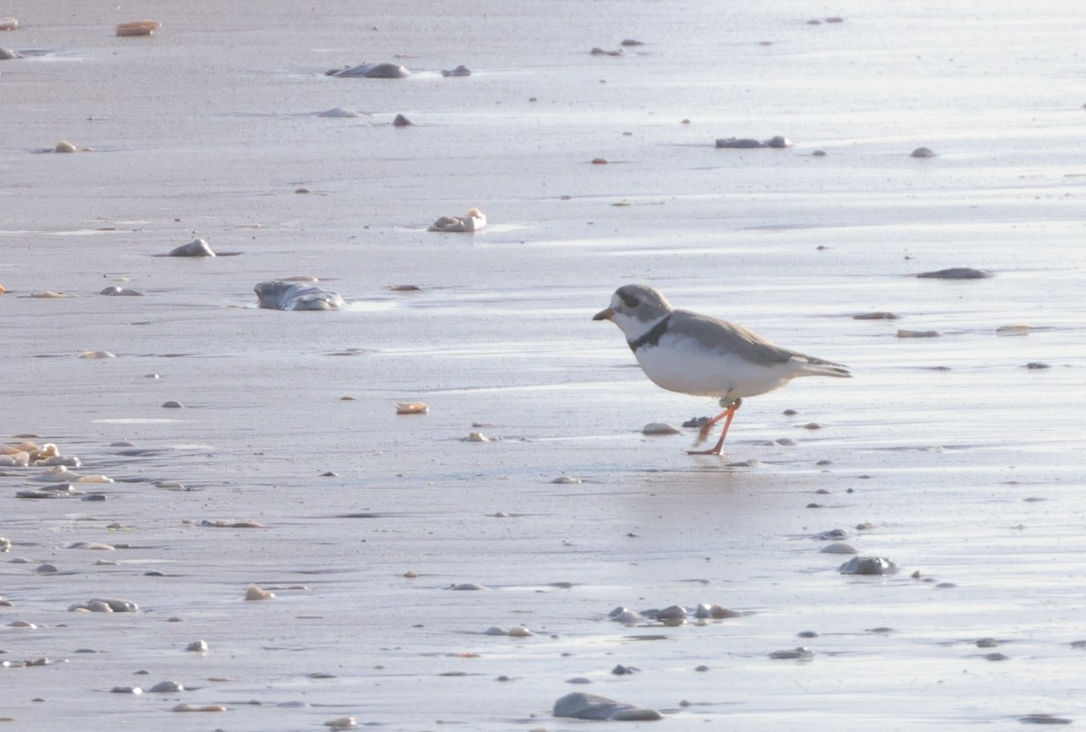 Piping Plover - ML619807252