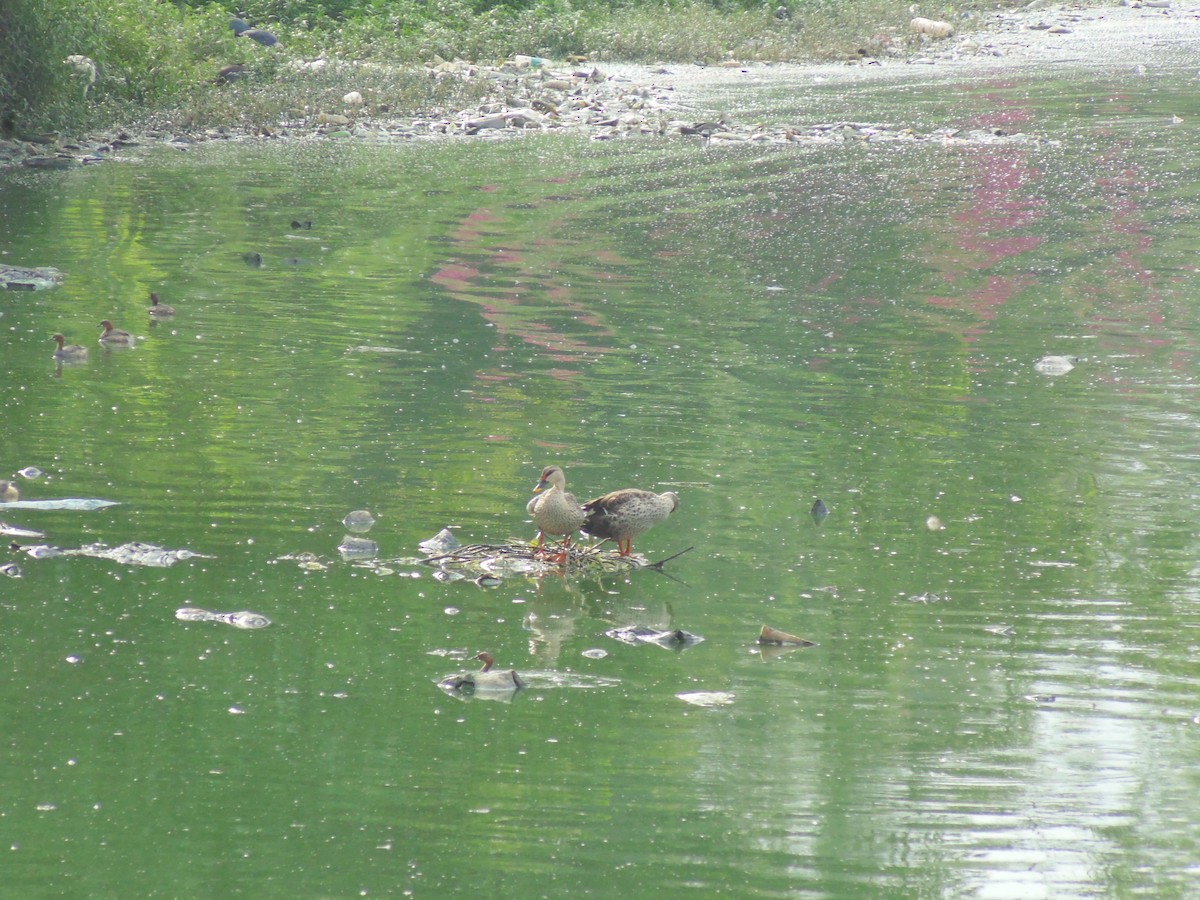 Indian Spot-billed Duck - ML619807277