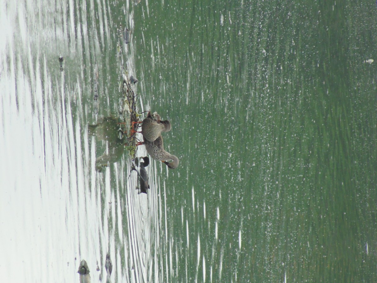 Indian Spot-billed Duck - ML619807278