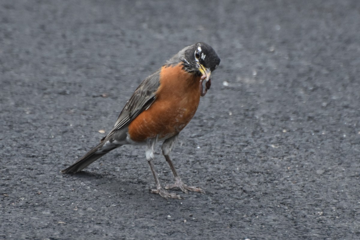 American Robin - ML619807288