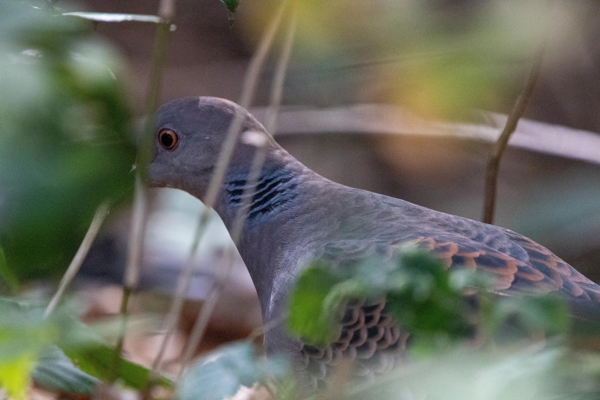 金背鳩 - ML619807289